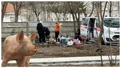 Situație halucinantă la Constanța! Porci transportați cu ambulanța privată și sacrificați într-un parc recent amenajat de primărie. Nici măcar UE nu s-a gândit la așa ceva