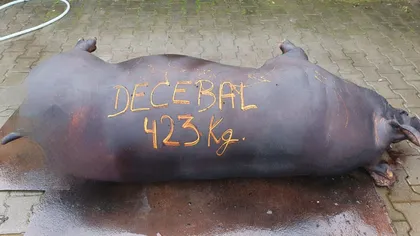 Decebal, porcul gigant de 423 kg, a ajuns sub formă de cârnaţi şi caltaboşi la familii amărâte