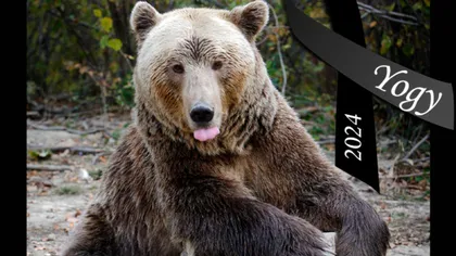 A murit Yogi de la Zărnești, al doilea cel mai bătrân urs din lume, la 43 de ani: „Avea mai mereu nevoie de calmante de durere”