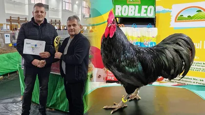 Dănuț, românul campion la creșterea de găini australiene: „Dorința mea este să transform pasiunea într-o afacere”