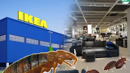 Ploşnite la IKEA Pallady. Insectele se ascund în lemn şi se înmulţesc rapid. Reacţia companiei