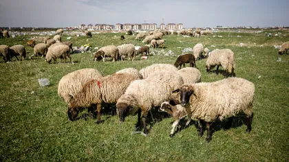 Zeci de oi şi aproape 100 de miei uciși în atacuri repetate ale câinilor vagabonzi în Timiș