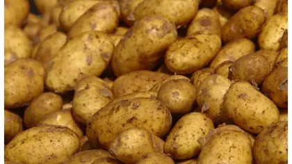 Foarte puțină lume știe cum trebuie depozitați cartofii! Evită să faci această greșeală dacă ții la sănătatea ta
