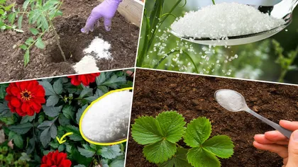 De ce să presari zahăr în grădină. Trucul genial care ajută plantele să crească frumoase și sănătoase