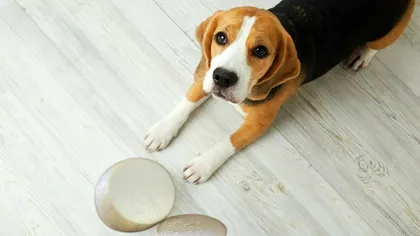 Ce înseamnă expresia „brânză bună în burduf de câine”, de fapt. Când și de unde a apărut