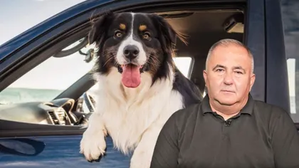 Greșeala pe care șoferii o fac atunci când își plimbă câinele cu mașina. Titi Aur: „El se bucură, dar pe urmă suferă”