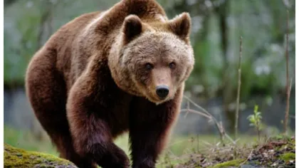 Turiști atacați de un urs pe Transfăgărășan. Au oprit mașina și au vrut să-l fotografieze. Alertă și în Harghita
