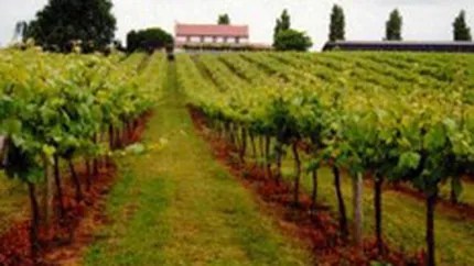 Atacul vinurilor de import va frana cresterea vanzarilor Cotnari in 2007
