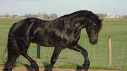 Caii de rasa alearga dupa bani pe hipodromuri internationale