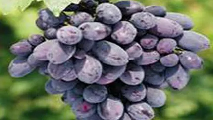 Romania cere UE mentinerea adaosului de zahar in vin