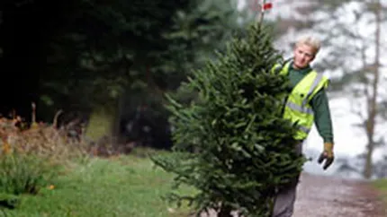 Partea vizibila a afacerilor cu brazi de Craciun: 5 milioane de euro