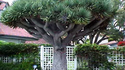 Copacul care traieste 1.000 de ani, la vanzare pentru 20.000 dolari