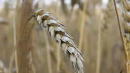 Seceta a afectat 65% din suprafata de culturi agricole, in 2007