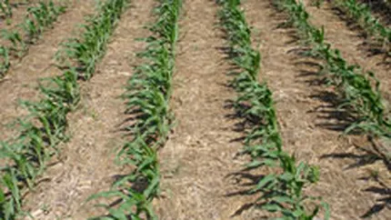 Romania, Ucraina si Bulgaria si-a putea mari recolta de cereale cu 70% in 2008