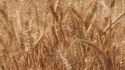 Amonil Slobozia estimeaza dublarea veniturilor in 2008, la 100 mil. euro