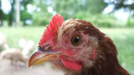 Agroli Group estimeaza afaceri de 74 mil. euro in 2008, in crestere cu 48%