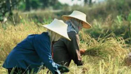 Reuters: Fermierii italieni readuc la viata industria de orez din Romania