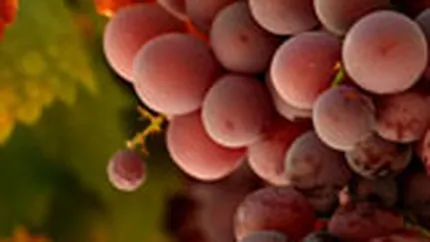 Productia de vin va creste cu 20% in 2008, la 6,3 mil. hectolitri
