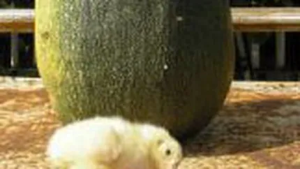 Grupul Agroli va investi 32 mil. euro in 16 ferme de pasari \la cheie\