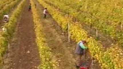 Cramele Recas: Investitii de 5 milioane euro in 2009