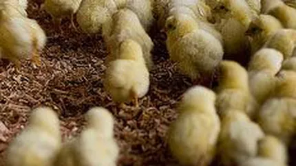 UNCPR: Exporturile de carne de pasare se vor dubla in 2009