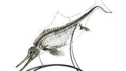 Un schelet de 144 milioane de ani s-a vandut la licitatie cu 181.000 euro