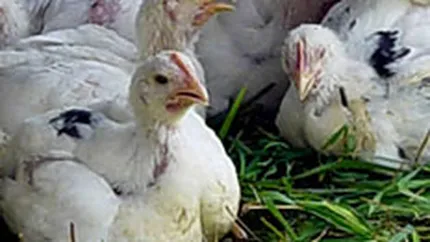 Toneli vrea sa cumpere peste 5% din Avicola Gaesti cu 1,08 mil. lei