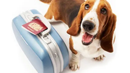 Prima linie aeriana pentru animale a debutat saptamana aceasta