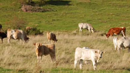 Berceanu: O parte din subventiile agricole se duc catre cei care fac raportari false