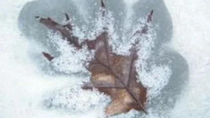 Vectra Service  va amenaja partiile de schi din Predeal, pentru 14 mil.lei