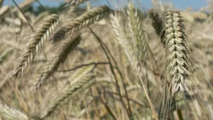 Devalorizarea dolarului ar putea aduce scumpiri la materiile prime alimentare