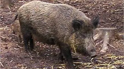 Complexul lui Tiriac de la Balc, declarat zona infestata. 5 mistreti ucisi au fost depistati cu trichineloza