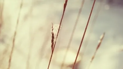 Zapada abundenta ar putea creste cu 35% productia de grau a Romaniei in 2010