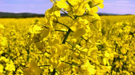 MADR: In 2010 nu se mai acorda subventii pentru culturile energetice