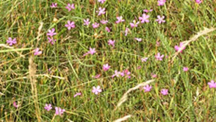Vladescu vrea penalizarea proprietarilor de terenuri agricole nelucrate