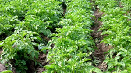 Agricover Credit IFN si-a crescut profitul de peste patru ori in 2009