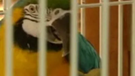 O banca a pus sechestru din greseala pe casa unei femei si i-a \executat\ papagalul