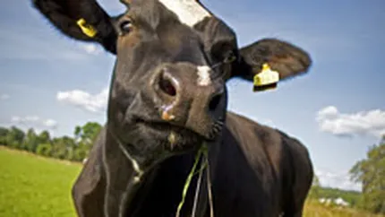 Grupul Agricover lanseaza o divizie dedicata segmentului zootehnic