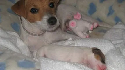 Mariah Carey, data in judecata pentru ca nu a platit o datorie de 30.000 $ la veterinar