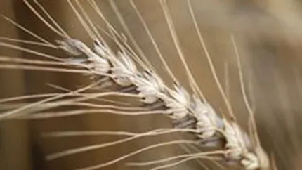 LAPAR: Productia de grau va scadea dezastruos in acest an din cauza ploilor