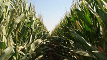 Productia agricola a scazut cu peste 2% in 2009