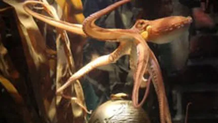 O firma rusa de pariuri ofera 100.000 de dolari pentru a cumpara caracatita Paul