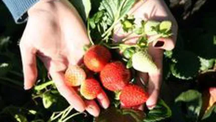 Topul judetelor fruntase la exportul de forta de munca in strainatate