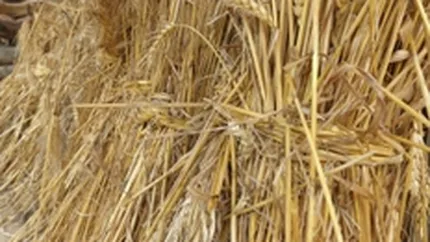 Inundatiile coboara recolta de grau cu 15% sub estimari