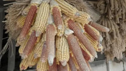 Studiu: Romania, pe locul 2 in UE la productia de porumb