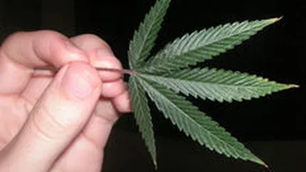 Un dezvoltator Facebook a donat 100.000 $ pentru o campanie de legalizare a drogurilor