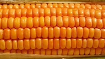 Ministrul Agriculturii: Romania va exporta in acest an grau si porumb de 800 mil. euro