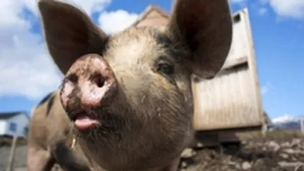 RA-APPS va scoate la vanzare ferma de porci a lui Ceausescu