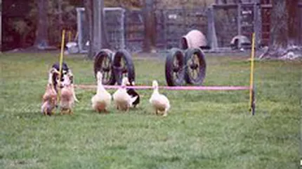 Afaceri de milioane de dolari de care nu ai auzit niciodata