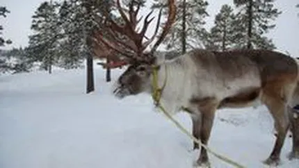 Lidl ii \pune pe jar\ pe aparatorii drepturilor animalelor din Marea Britanie, prin vanzarea de carne de ren